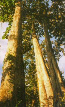Teak jungle